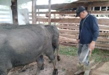 Warga Kewalahan, Banyak Ternak Terserang Penyakit Kaki dan Mulut Bengkak