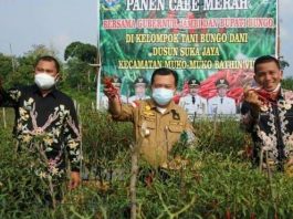 Gerakan Tanam Satu Juta Batang Cabai