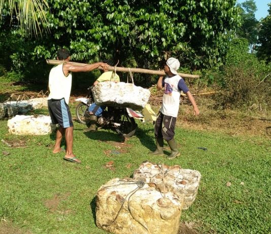 Duh! Harga Karet kembali Turun