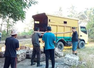 Harga Karet Turun Lagi Ditengah Kebutuhan Pokok Melambung