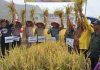 Panen Raya Padi Sawah Bersama Poktan Lubuk Bungin Batang Asai, Ini yang Diharapkan Pj Bupati Henrizal