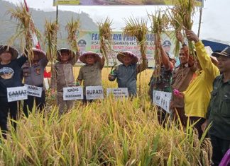 Panen Raya Padi Sawah Bersama Poktan Lubuk Bungin Batang Asai, Ini yang Diharapkan Pj Bupati Henrizal