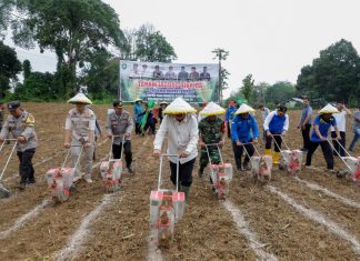 Bupati Bungo Tanam Perdana Jagung Hibrida dan Serahkan Bantuan Pupuk ke Petani