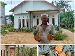 Petani Nanas Ds.Tangkit Baru yang berhasil