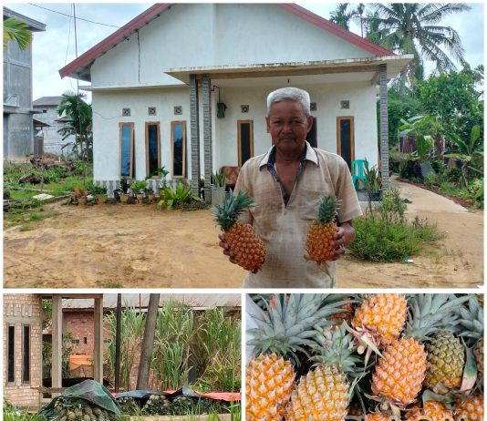 Petani Nanas Ds.Tangkit Baru yang berhasil