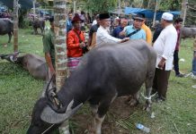 H Mashuri Serahkan Kerbau untuk Bantai Adat