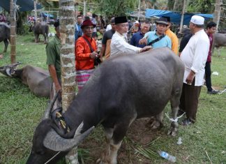 H Mashuri Serahkan Kerbau untuk Bantai Adat