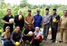 Pj Bupati Henrizal Panen Melon di Desa Rantau Tenang