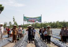 Bupati dan Wabup Bungo Tanam Cabai Perdana Bersama Poktan Bungo Dani