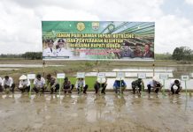 Bupati Bungo Tanam Padi Sawah Bersama Petani di Sari Mulya