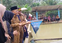 Pj Bupati Tebo Aspan Panen Raya Ikan Nila di Pokdakan Waru Doyong