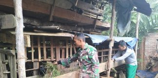 Anggota Satgas TMMD ke-117 Kodim 0416/Bute Bantu Warga Beri Pakan Ternak