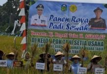 Dukung Ketahanan Pangan, Pj Bupati Tebo Aspan Panen Raya di Desa Embacang Gedang