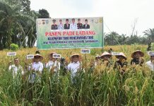 PJ Bupati Bachril Bakri Panen Padi Ladang Bersama Poktan Mencawang Tani Desa Pulau Lintang