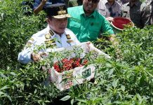 Gubernur Al Haris Panen Raya Cabai di Tedar Kuranji Batanghari
