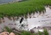 Penemuan Mayat di Area Persawahan Kerinci Jambi
