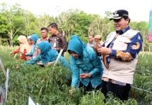 Pj Bupati Sarolangun Bachril Bakri Panen Cabai Merah di Desa Payo Lebar dalam Gerakan Tanam Cepat Panen