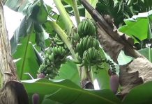 Fenomena Langka, Pohon Pisang Berbuah Tiga Tandan Sita Perhatian Warga