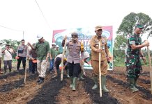 Percepat Swasembada Pangan, Pj Bupati dan Kapolres Tanam Jagung Serentak
