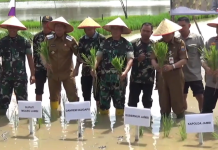 Bupati Muaro Jambi Hadiri Gerakan Tanam Padi Serentak untuk Ketahanan Pangan