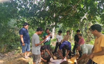 Bungo TV Laksanakan Kurban Satu Ekor Sapi, Bagikan Daging untuk Warga dan Karyawan