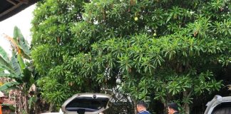 Kurang dari 24 Jam, Pembunuh Dosen Cantik di Bungo Diringkus Polisi