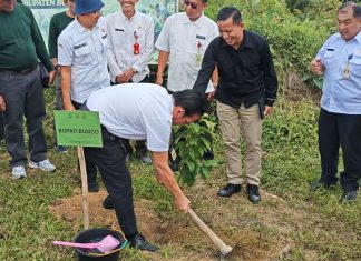 HUT Jambi ke-69 Jadi Momentum Hijau, Pemkab Bungo Tanam Ribuan Pohon