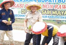 Bupati Bungo Tanam Padi Perdana di Dusun Sari Mulya