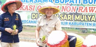 Bupati Bungo Tanam Padi Perdana di Dusun Sari Mulya