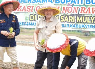 Bupati Bungo Tanam Padi Perdana di Dusun Sari Mulya