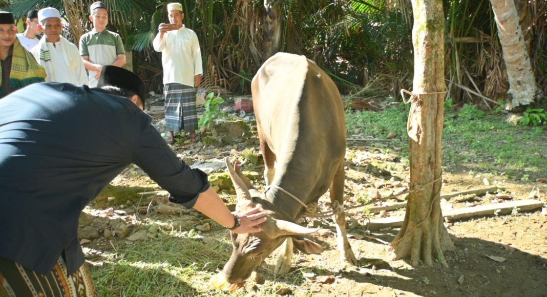 Iduladha 1447 H, Bupati M. Syukur Salurkan Enam Ekor Sapi Kurban