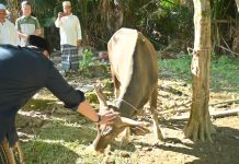 Iduladha 1447 H, Bupati M. Syukur Salurkan Enam Ekor Sapi Kurban