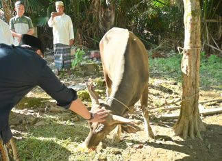 Iduladha 1447 H, Bupati M. Syukur Salurkan Enam Ekor Sapi Kurban